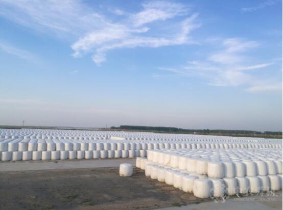 中农舜耕告诉你怎样识别青贮质量